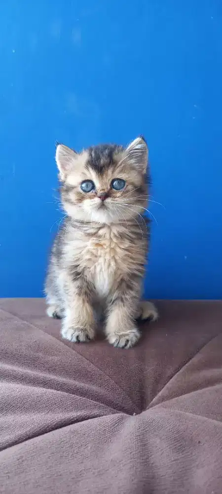 BSH Black Golden  Betina