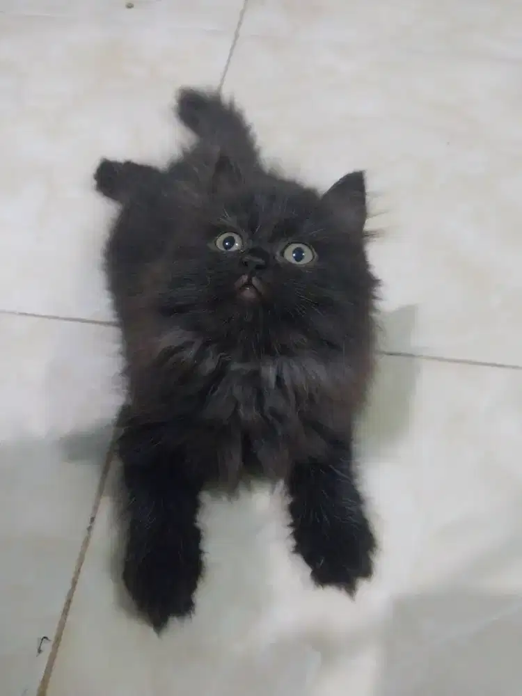 Kitten Persia Black/ Hitam Solid Jantan