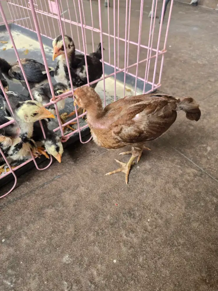 jual ayam pakhoy cross mangon umur 3 bulan