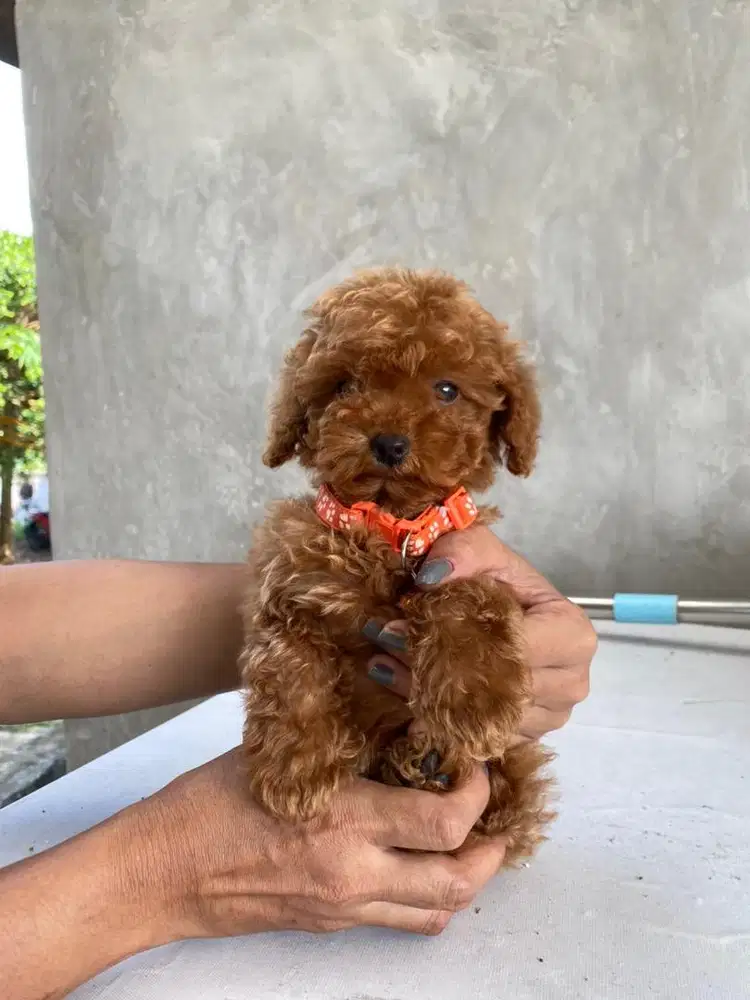 Red Tiny Poodle Betina STB & Vaksin