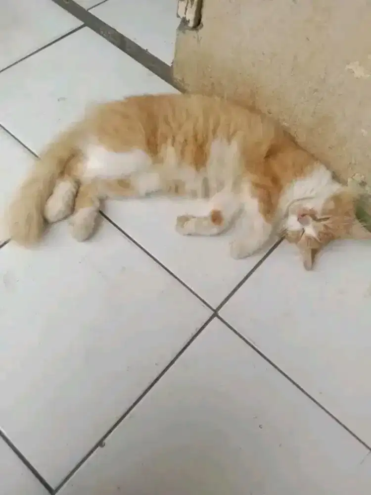 KUCING PERSIA BETINA ( 1 TAHUN LEBIH )