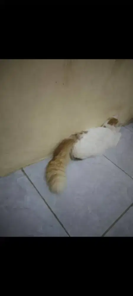 KUCING PERSIA BETINA