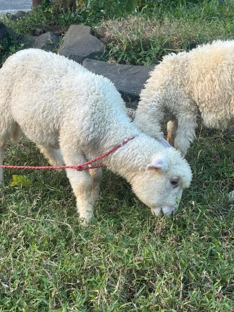 Domba Merino Sepasang