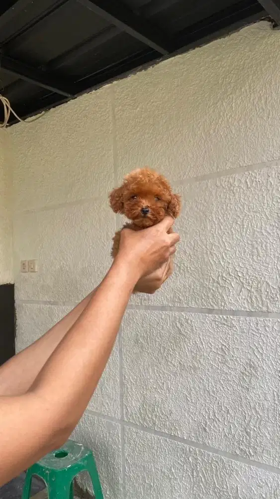 Poodle Ukuran Tiny Betina Red lucu kecil