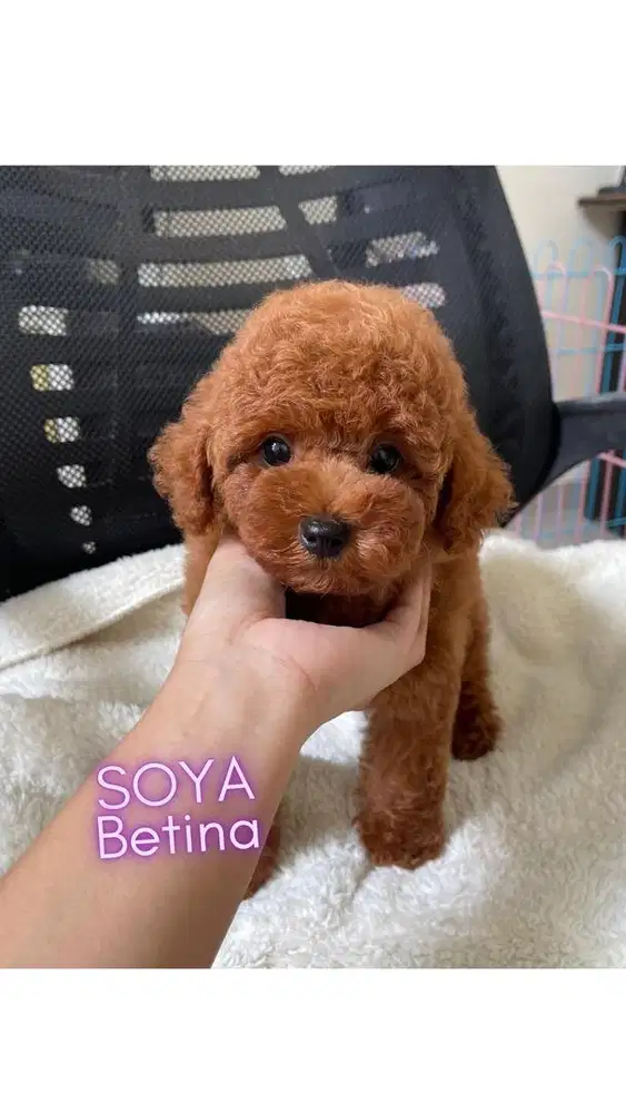 Dijual Puppy Red Toy Poodle Betina
