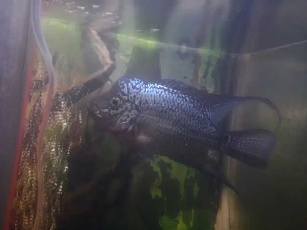 Louhan kamfa f2