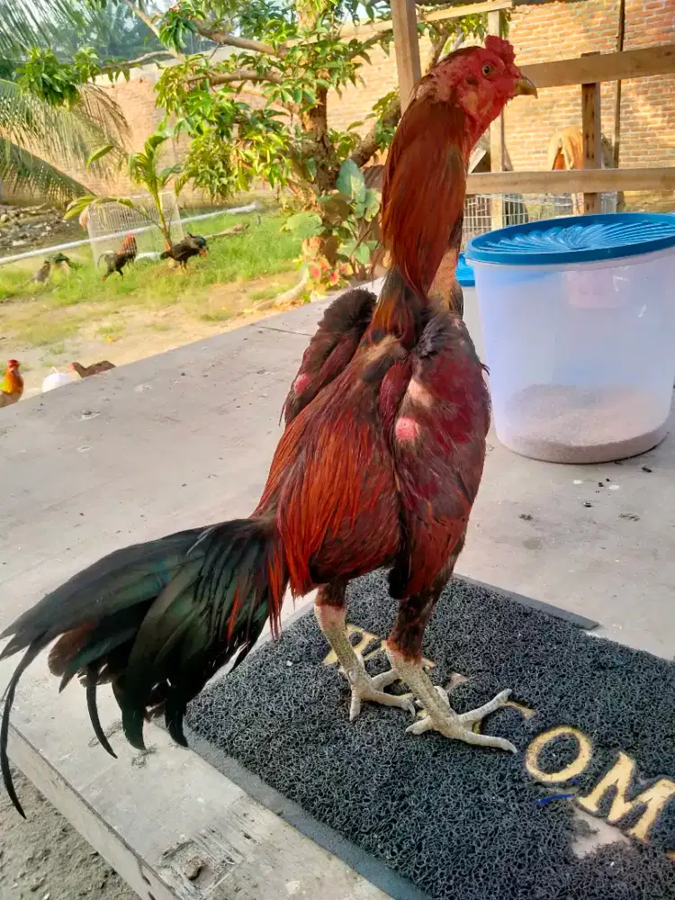 Ayam jago Siam Mangon