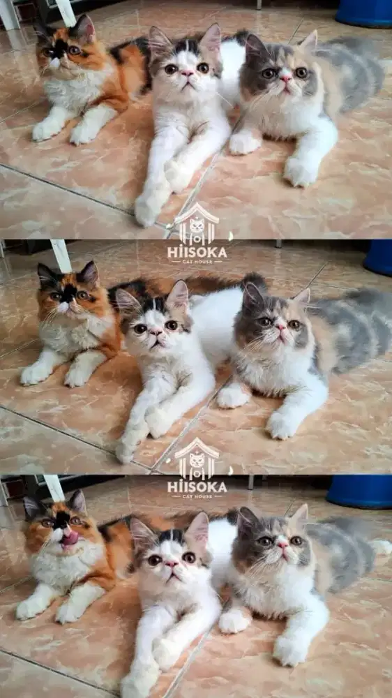 Kucing persian peaknose jantan & betina 3 bln