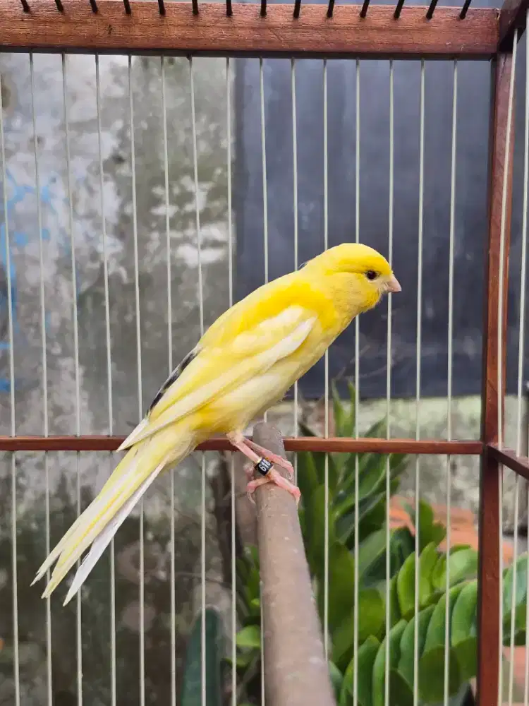 Kenari AF Rasmi