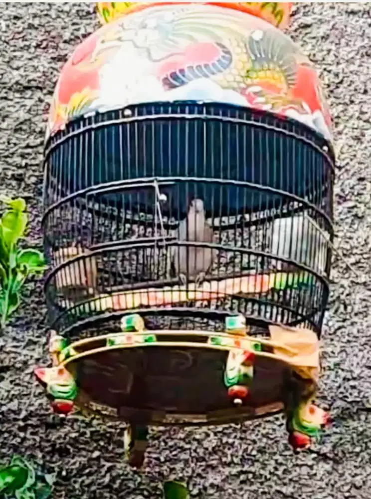 Burung Perkutut Silver Dobel Ring + Kandang