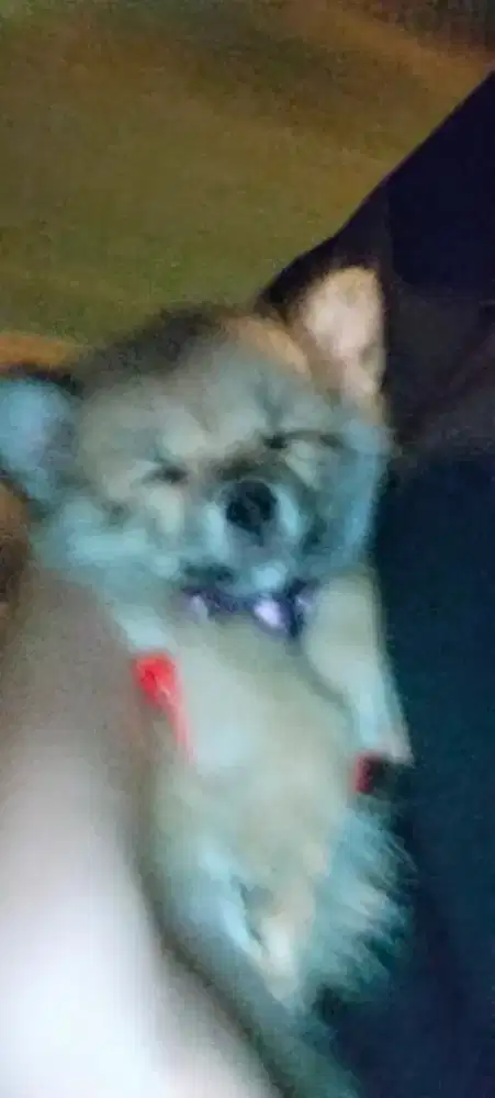 Dijual indukan Minipom Pomeranian