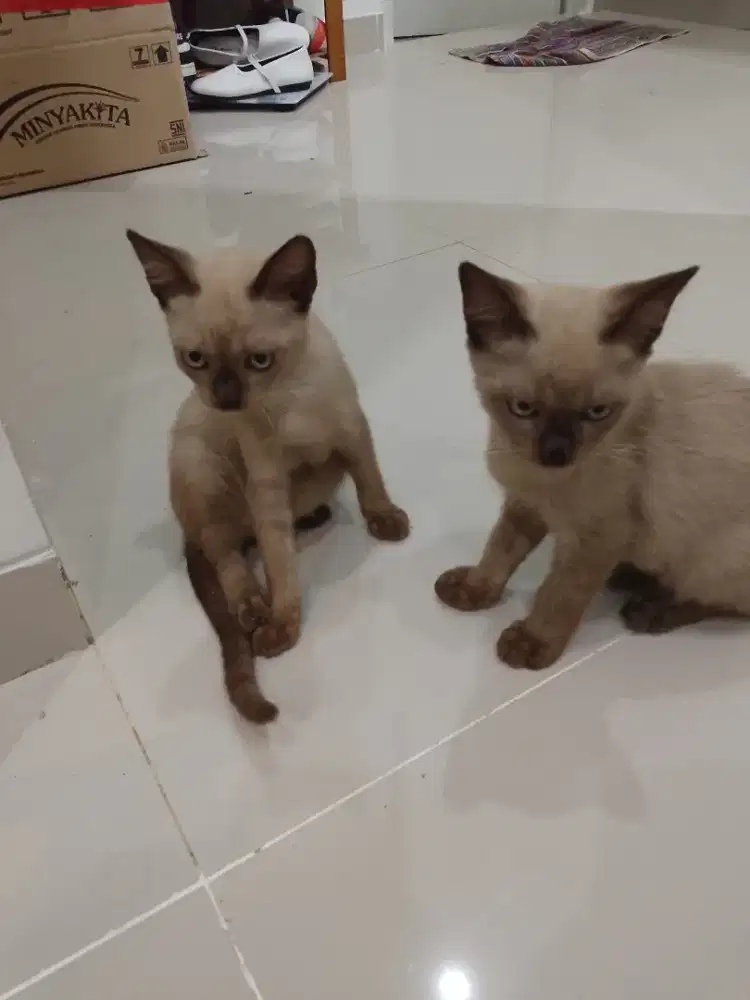 Free adopsi kucing jantan umur 4 bulan