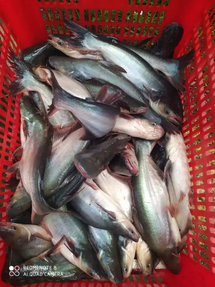 Ikan Patin Fresh
