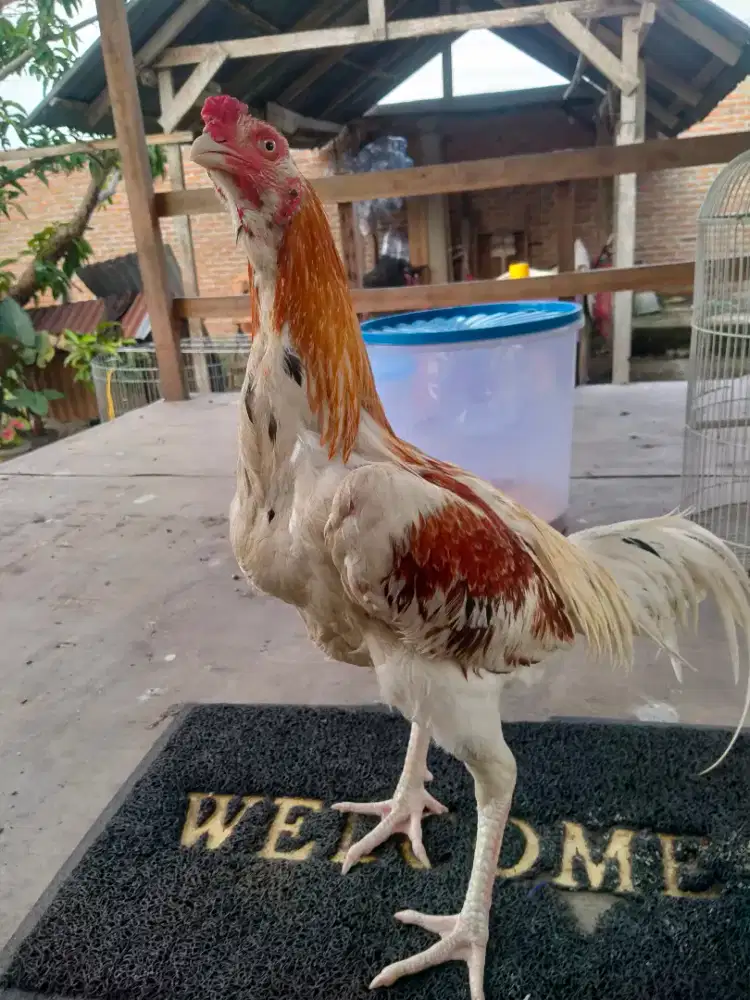 Ayam Siam Plucker