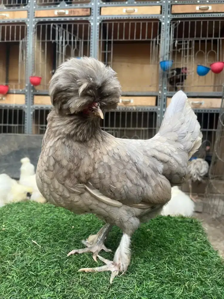 Ayam poland usia produksi