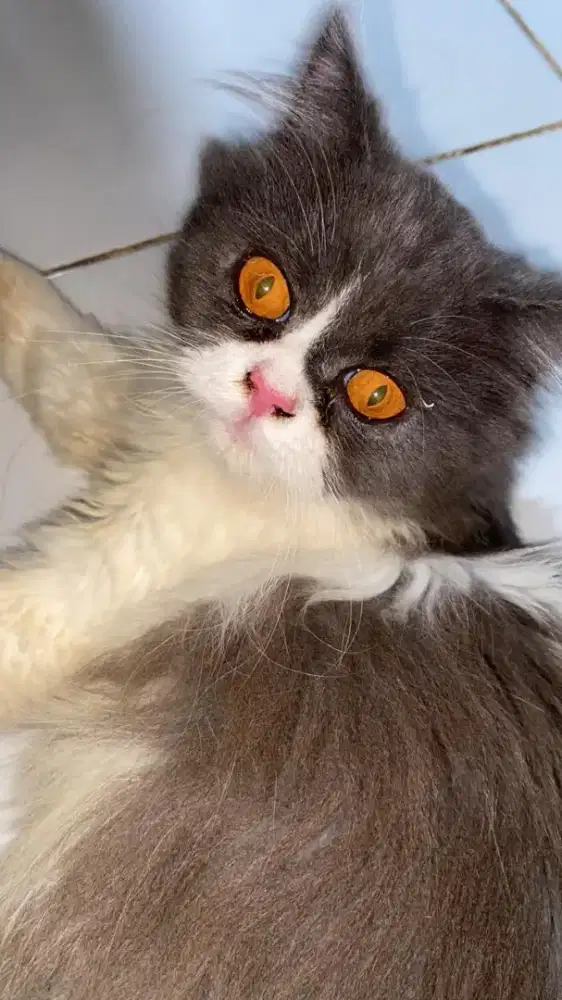 dijual kucing jenis persia medium
