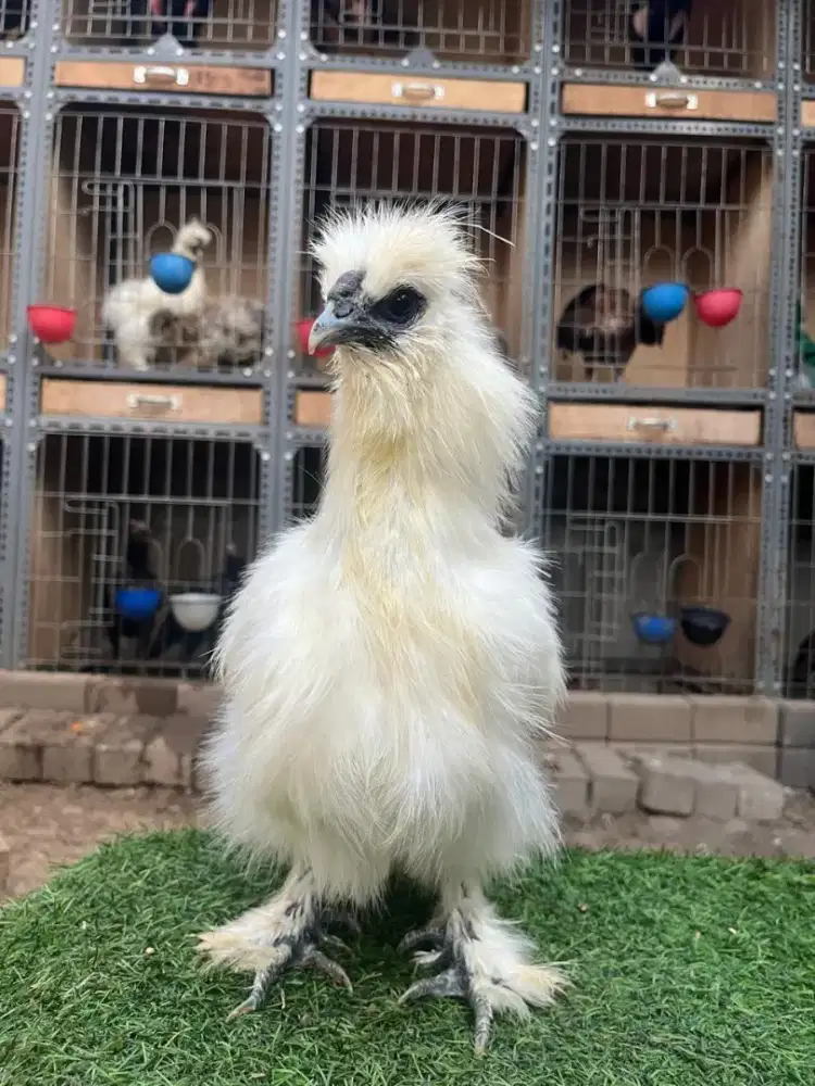Ayam american silkie shilky