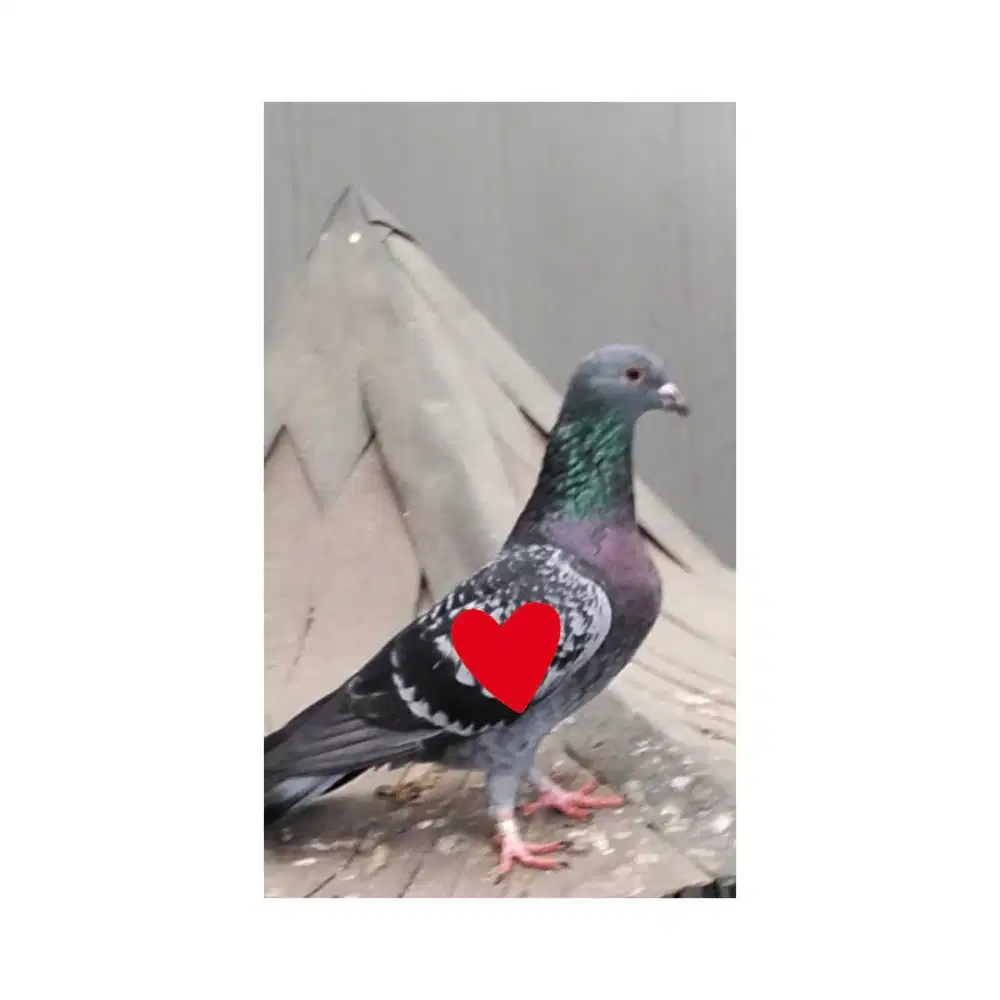 Burung Dara atau merpati