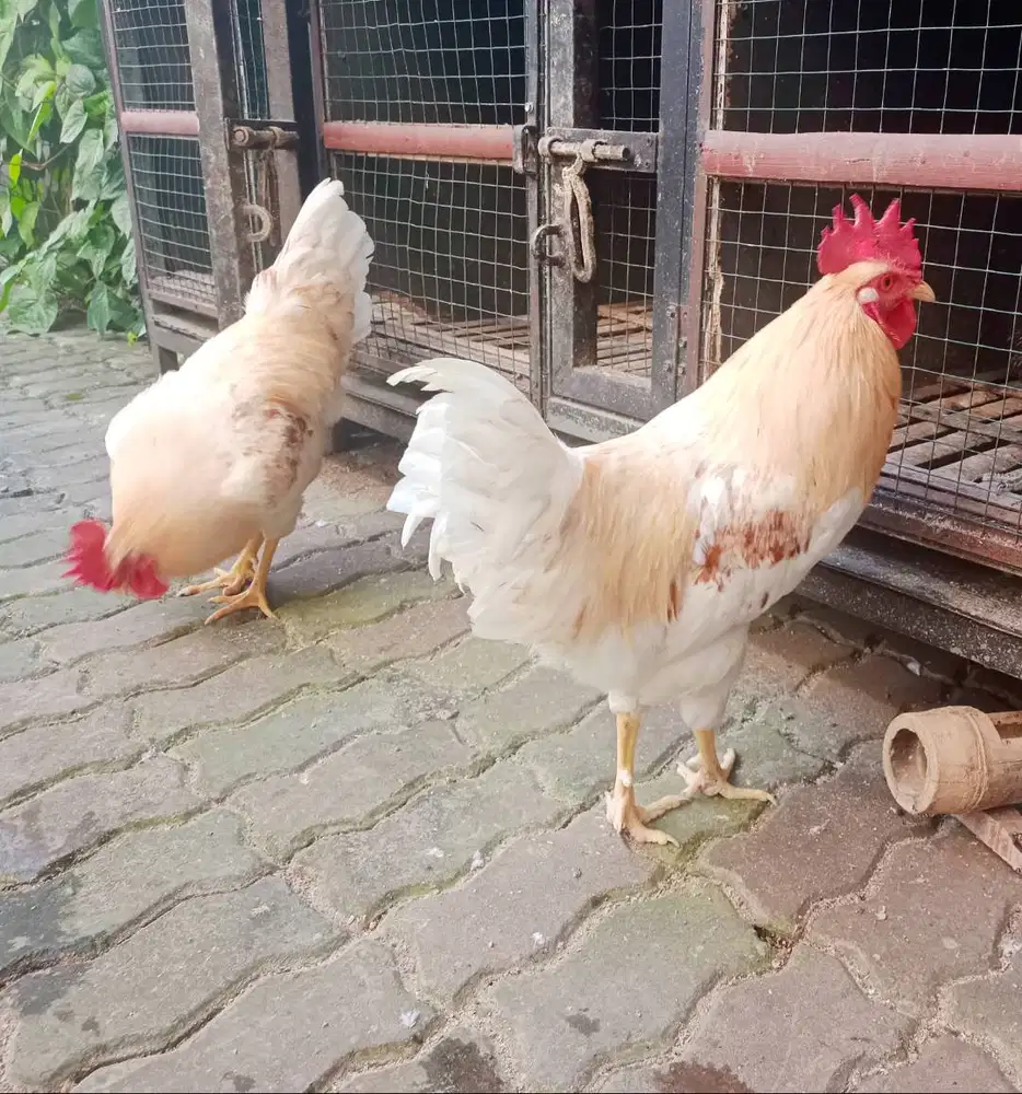 Ayam Jago Putih