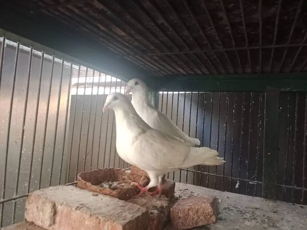 Merpati Pos Putih Sejodoh