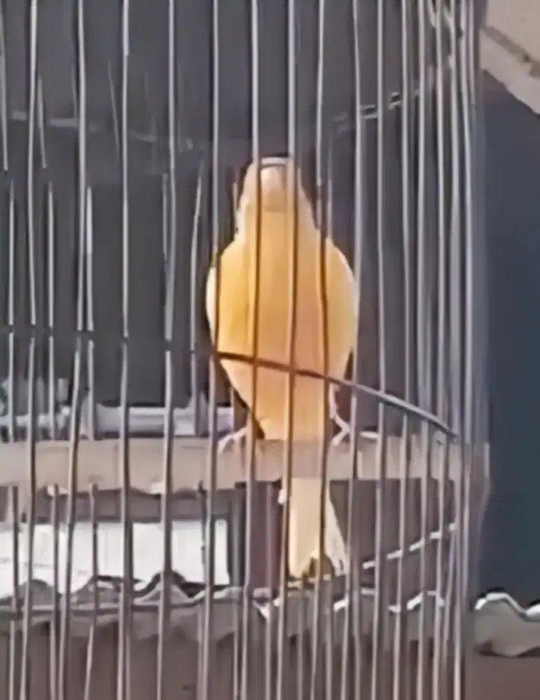 Burung kenari muda gacor warna cerah, buat masteran murai kacer jalak