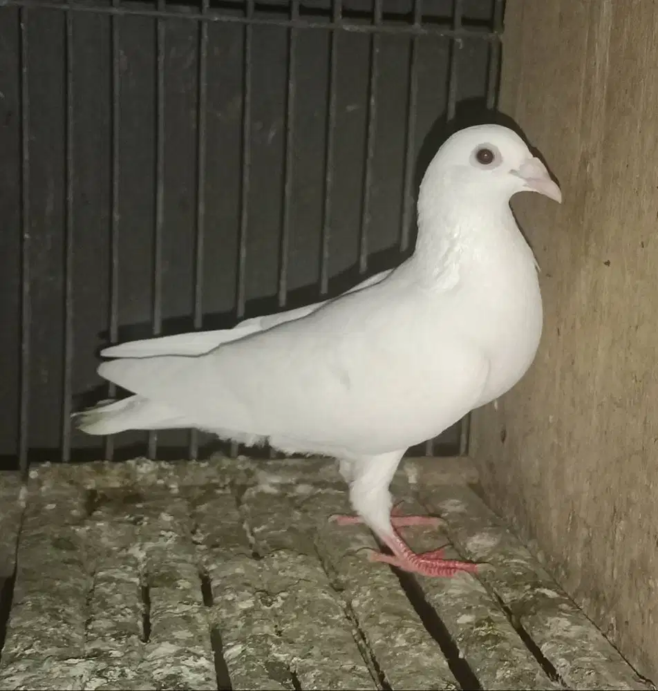 Merpati Pos Putih