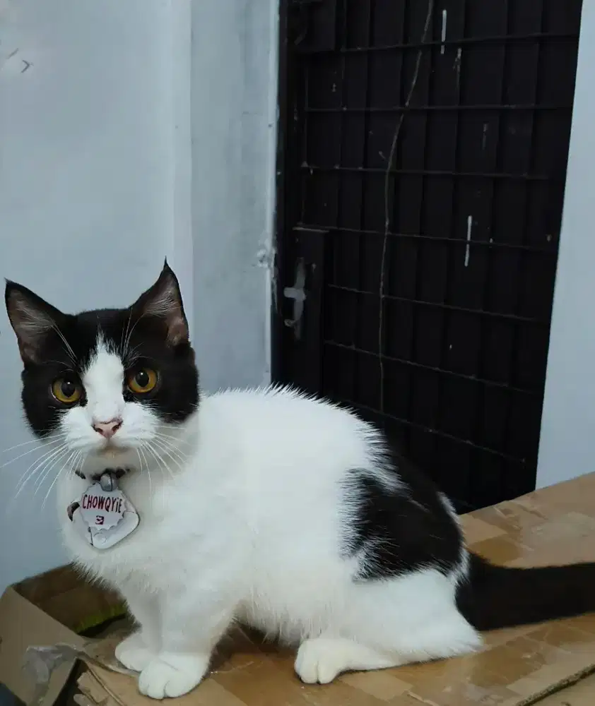 Kucing Munchkin Jantan 8 Bulan Simetris