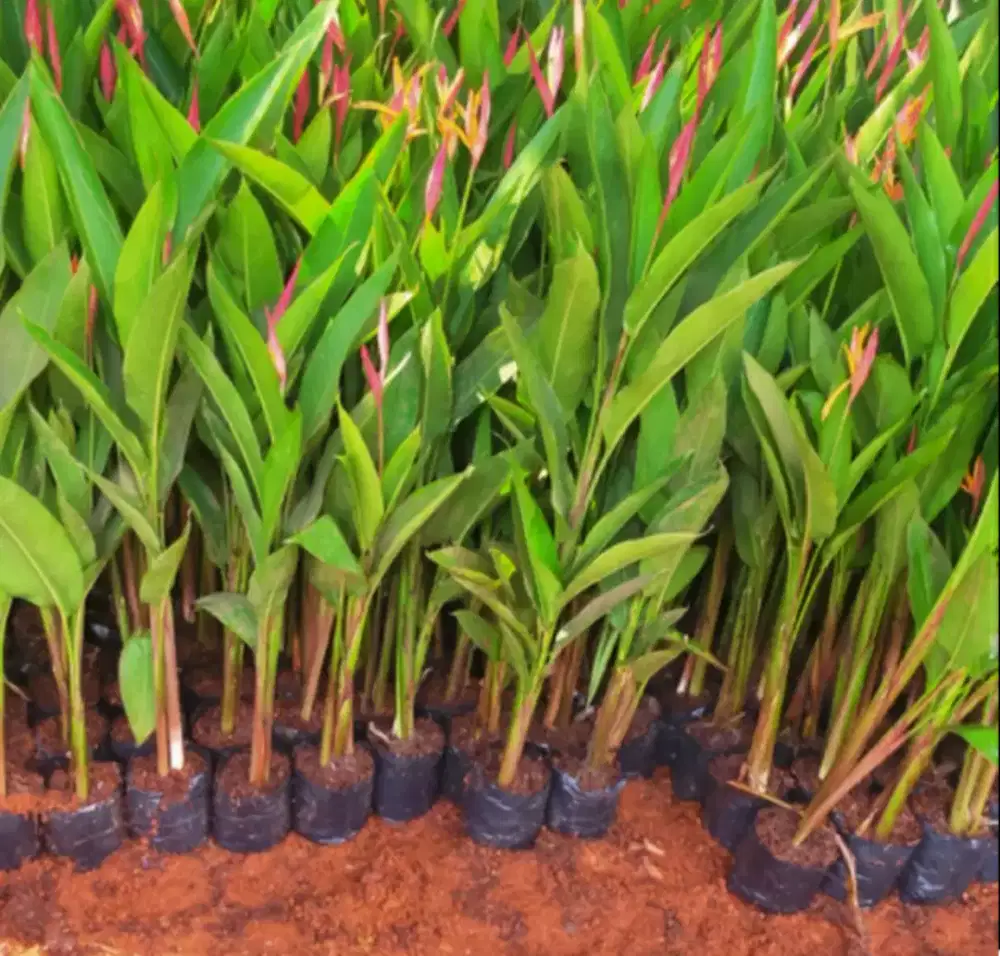 Jual pohon hias bunga