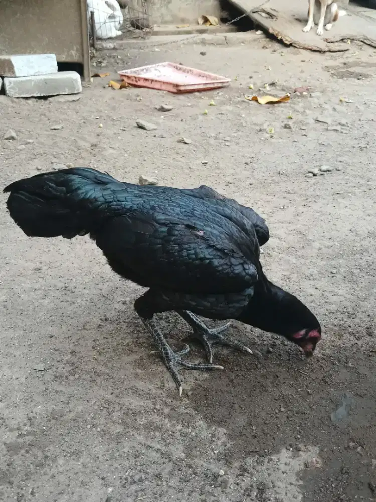 Betina umur 6 bulan