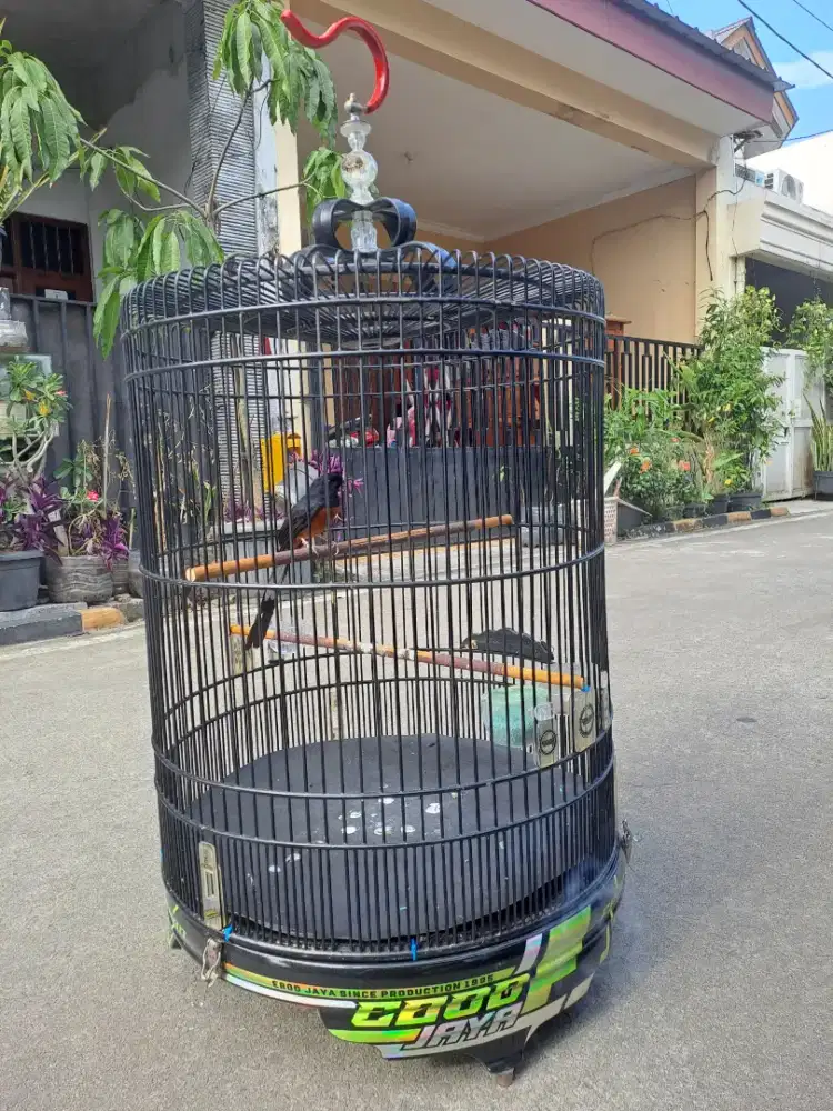 Kandang sankar murai ebod pvc no 2