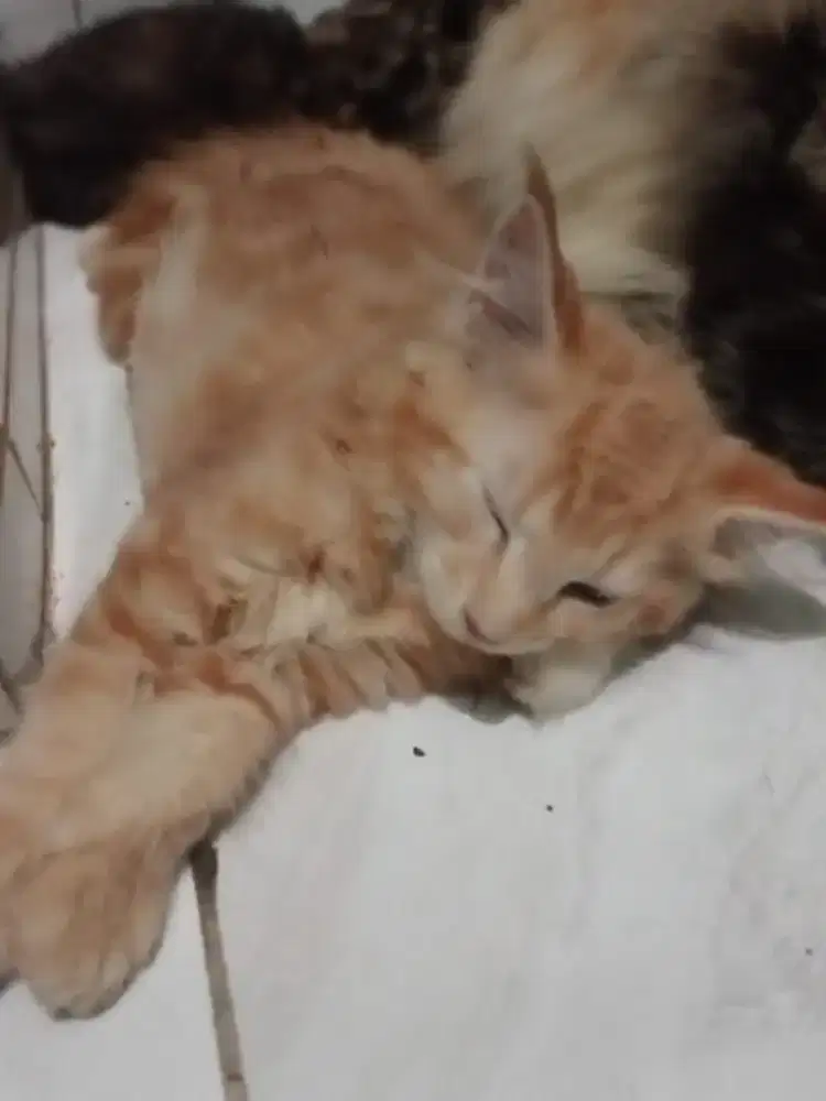 Mainecoon betina 3 bulan non ped