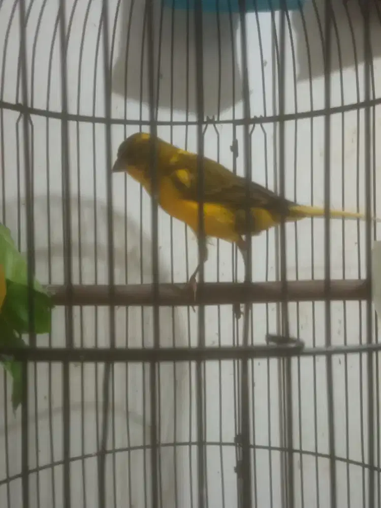 Burung kenari jantan