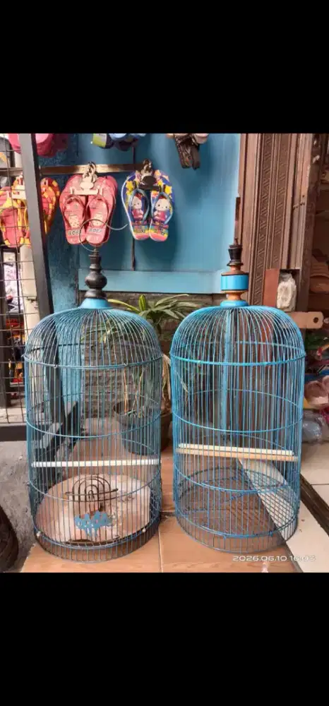 Dua kandang cari barteran
