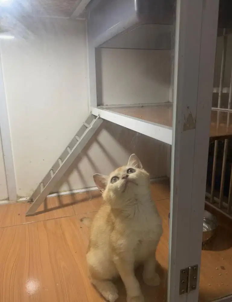 Kucing british shorthair golden ny12 bsh