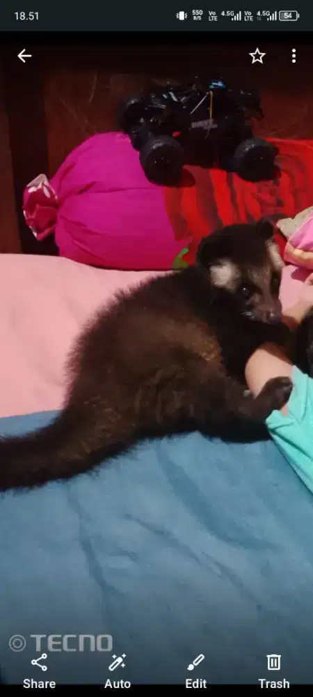 Baby musang bulan