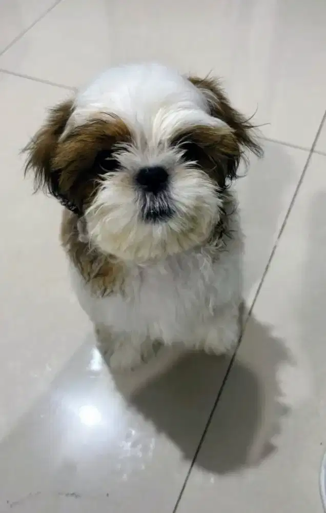 Shitzhu Puppies Male 5 bulan vaksin lengkap