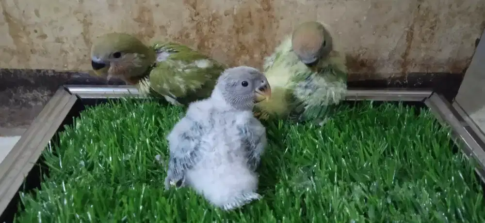 Baby Lovebird Non Klep