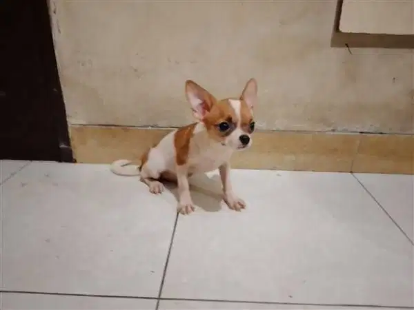 Anjing Mix Chihuahua - 1 (Mini)