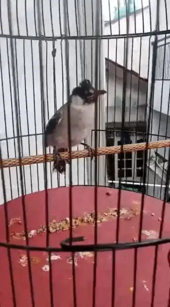 Burung anakan kutilang sudah bunyi