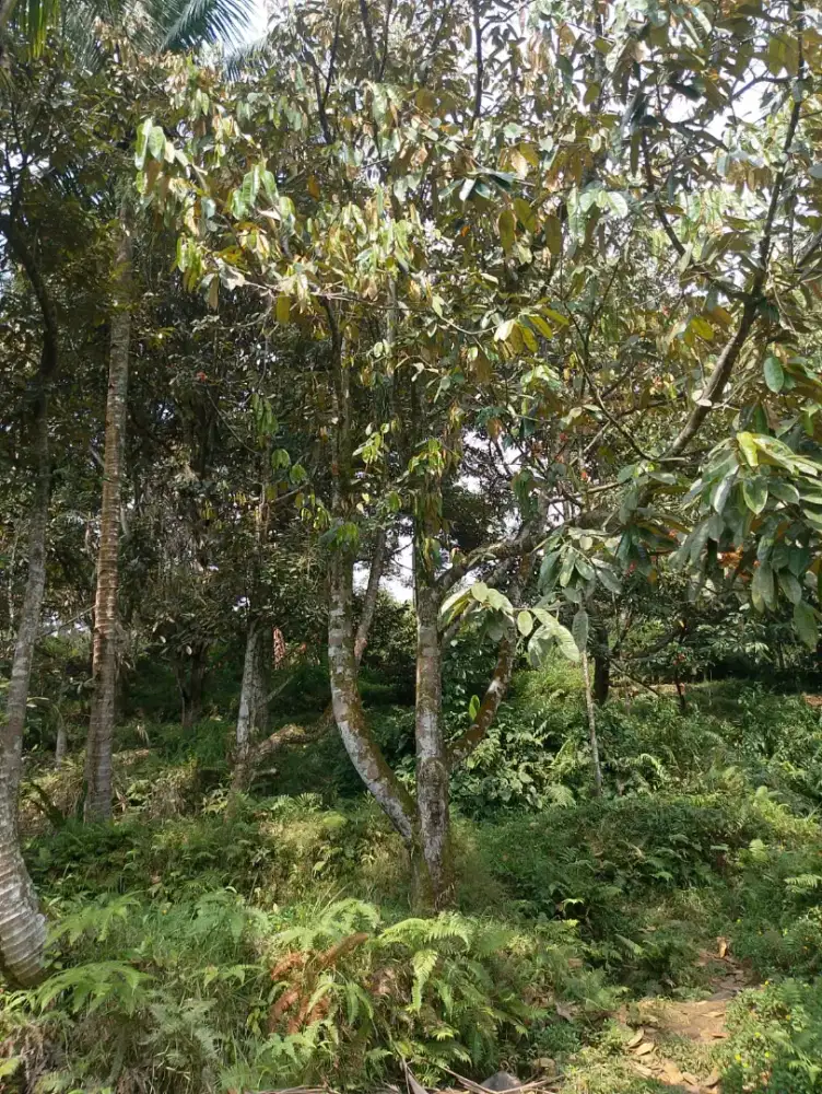 Jual kbun durian dan alpuket
