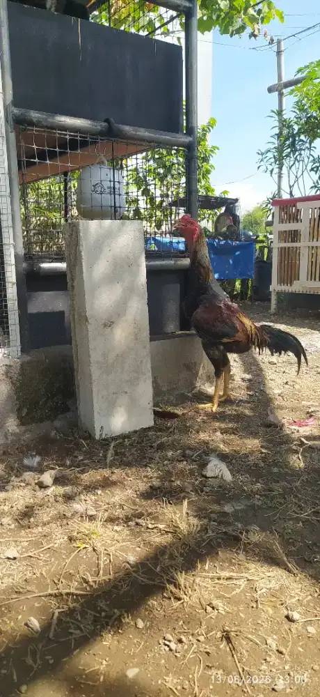 Ayam shamo eropa original Zuchter x Golden Smith