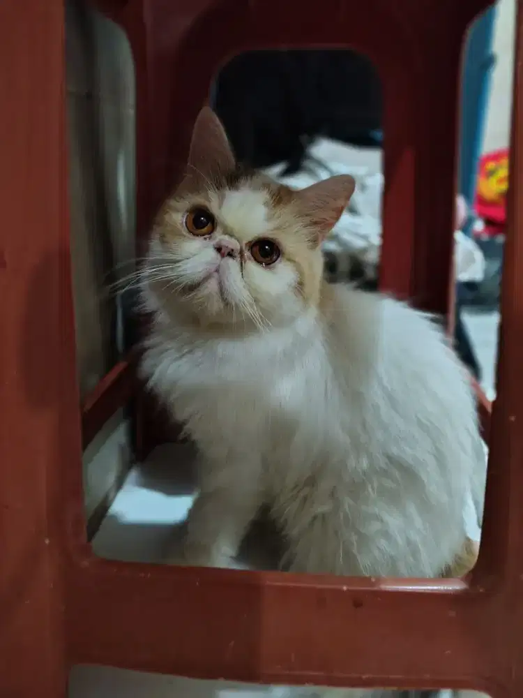 Kucing peaknos betina