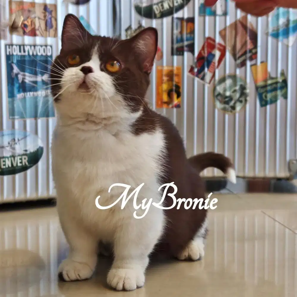 Kucing munchkin british choco 11 bulan