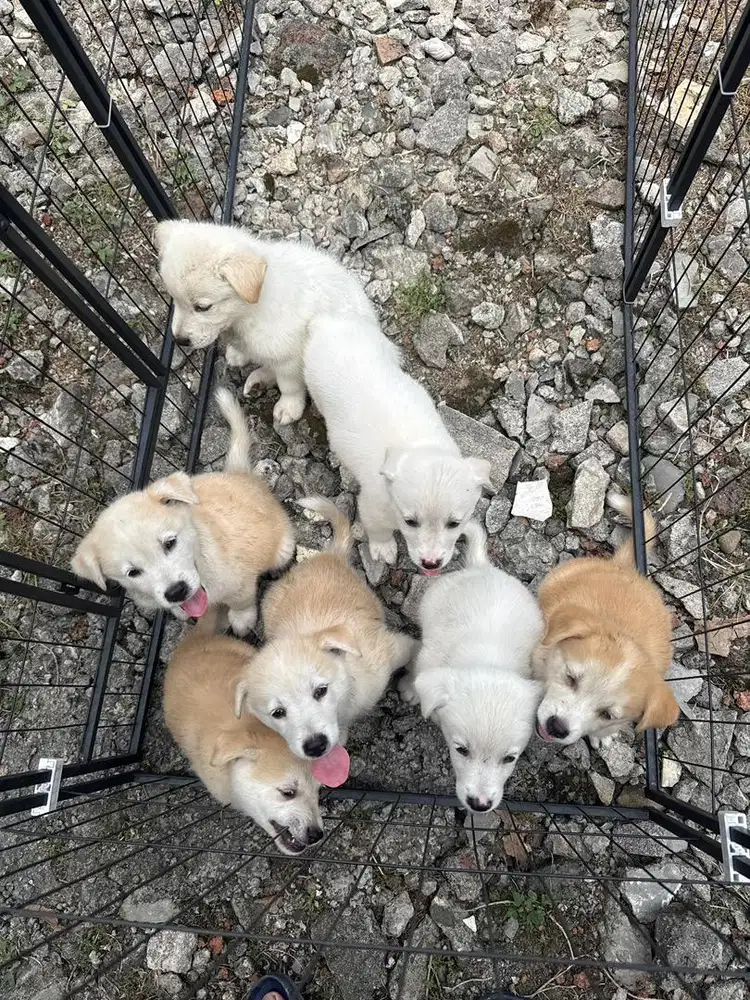 Open adopt puppy mix Golden Retriever x Siberian Husky / Goberian
