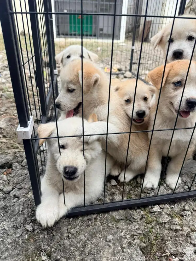 Open adopt puppy mix Golden Retriever x Siberian Husky / Goberian