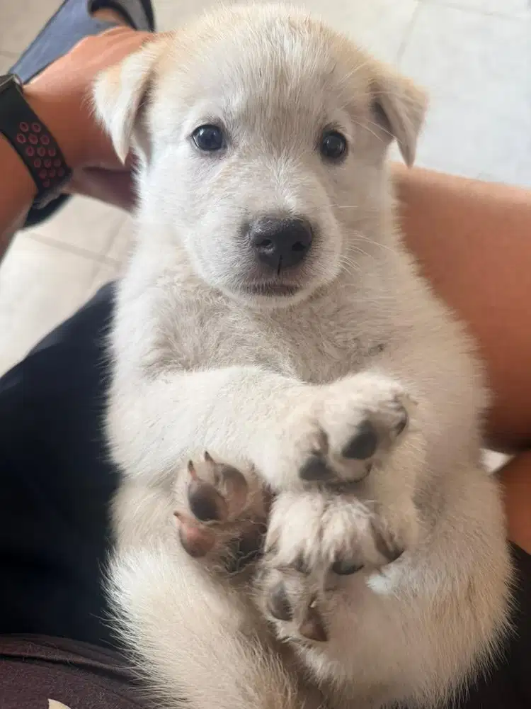 Open adopt puppy mix Golden Retriever x Siberian Husky / Goberian