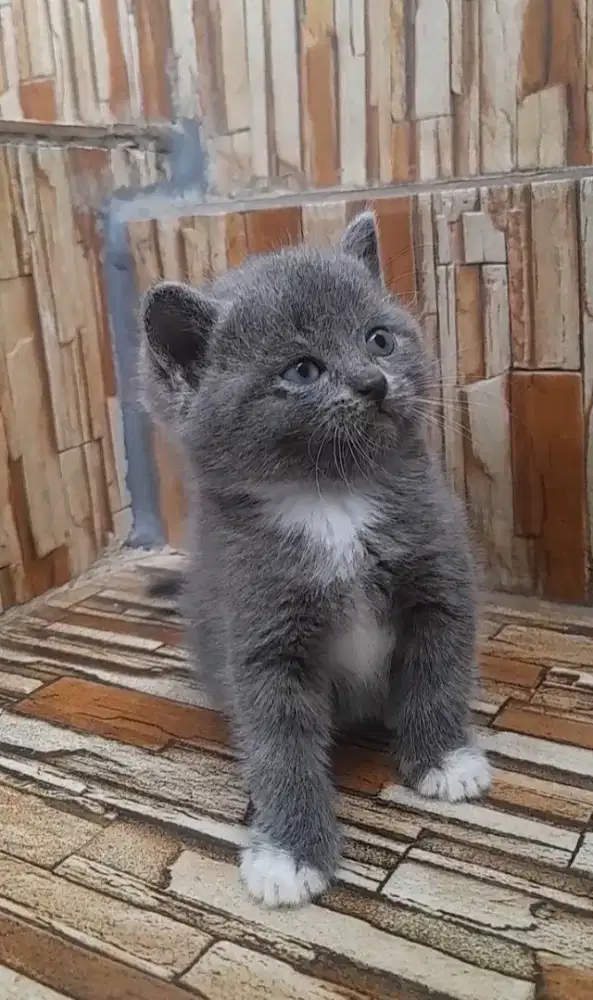 British Shorthair Betina