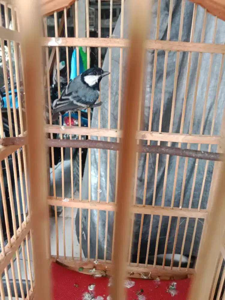 Burung glatik batu fullset