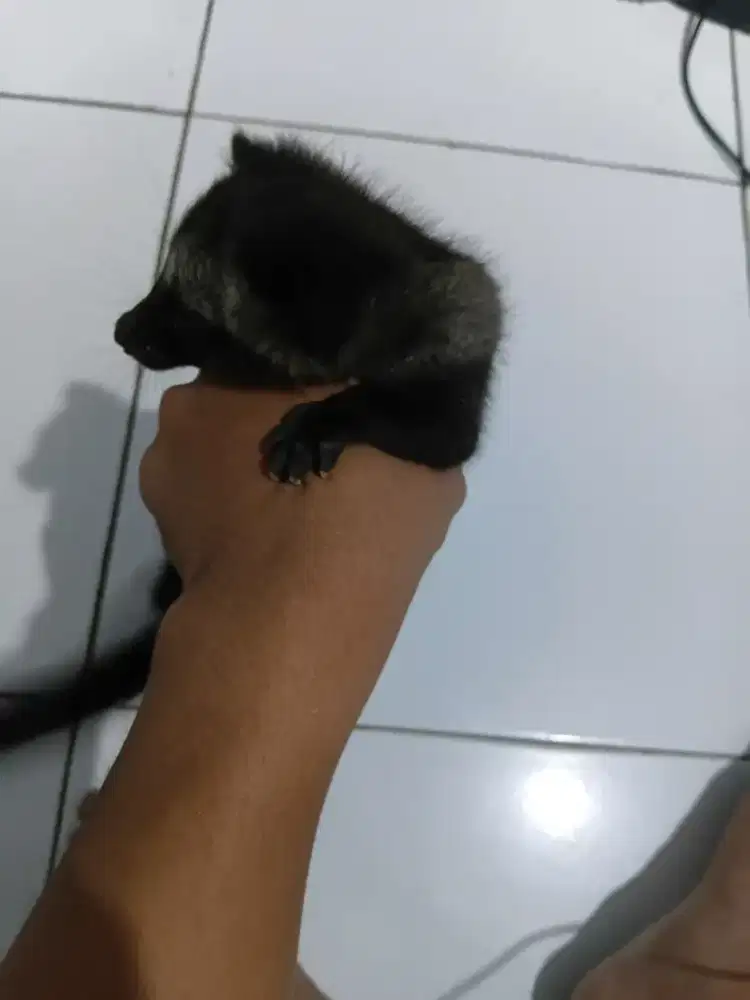 jual musang pandan 2bulan nego