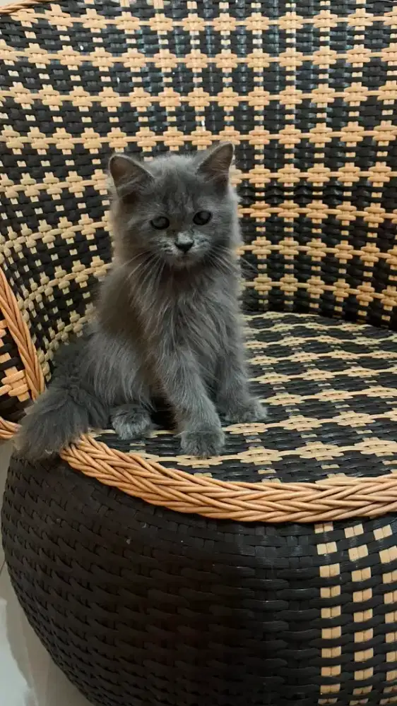 Kucing kitten persia